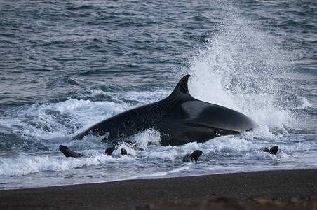 在巴塔哥尼亚海岸狩猎虎鲸图片