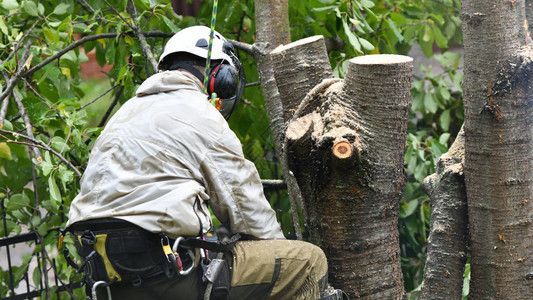一名戴着头盔的工人在树上的高处工作在白色背景上的登山者树艺师用电锯切割树枝并将其扔到地上伐木工图片