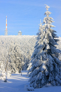 冬天白雪皑的森林和云杉在阳光明媚的晴天被雪覆盖冬季景观卡片图片