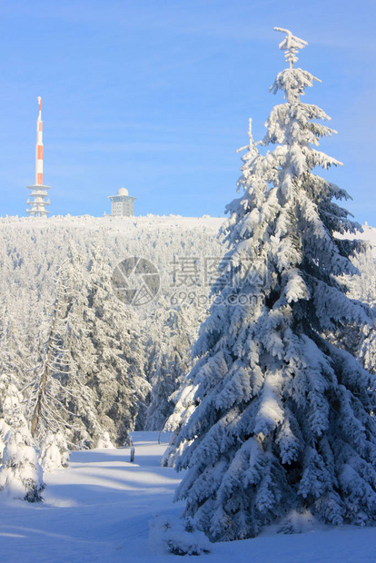 冬天白雪皑的森林和云杉在阳光明媚的晴天被雪覆盖冬季景观卡片图片