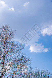 树叶和树冠映衬着蓝天图片