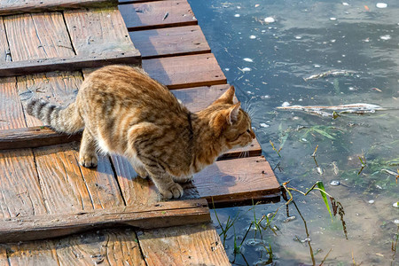 坐在户外水边的平静虎斑猫的景色图片