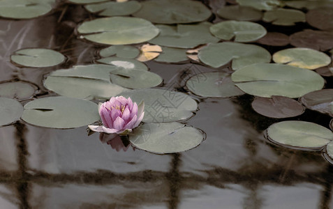 在池塘表面开花一朵美丽的粉红色莲花图片