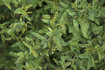 来自西南的schwerinae落叶或常绿灌木图片