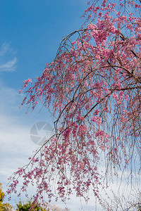 千鸟渊公园的樱花节背景图片