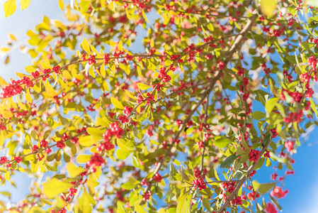 冬青或冬季浆果负鼠山楂落叶冬青红色果实在云蓝天下的大灌木小树上德克萨斯州达拉斯市秋图片