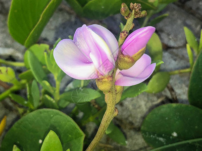 沙滩上的粉红色沙滩牵牛花图片