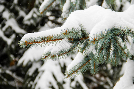 白雪覆盖的云杉树枝图片