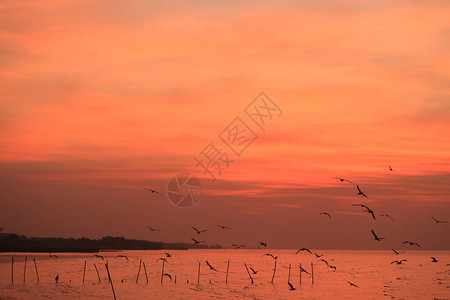 与无法计数的早期鸟类一起飞过平静海的闪亮紫图片