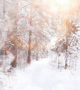 冬天风景雪下的森背景图片