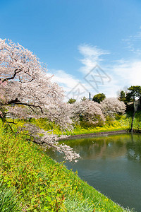 日本东京Chidarigafuchi公园图片