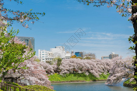 日本东京Chidarigafuchi公园图片