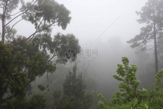 马德拉中部雨林中的树藤位于图片