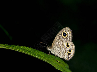 印度梅加拉亚邦加罗山的普通五环蝴蝶Ypthima图片