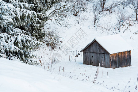 树木附近的雪山中的老木屋图片