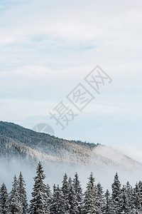 雪山风景与松树和白色蓬松的云彩图片