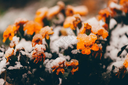 淡季雪中美丽的万寿菊在霜特写镜头中盛开的橙色小花有雾凇的惊人万寿菊鲜艳茂盛的花朵与雾凇在初冬开图片