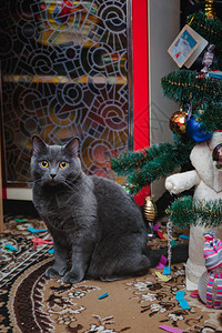 英国灰猫坐在圣诞树图片