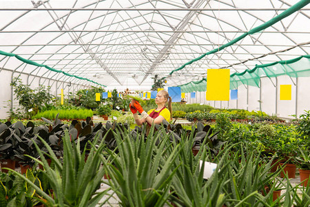 在温室和热带植物中种植有家用植物的锅炉图片