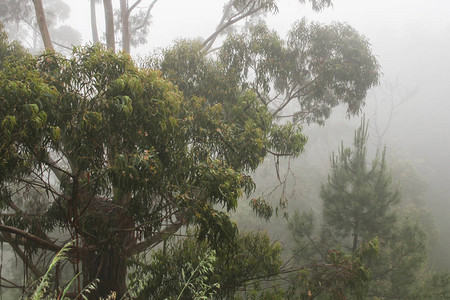 马德拉中部雨林中的树藤位于图片