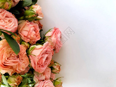 白天情人节背景和粉红色玫瑰白色与图片