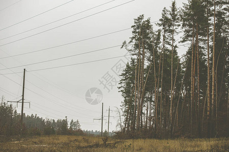 高压电线和森林中的老路图片