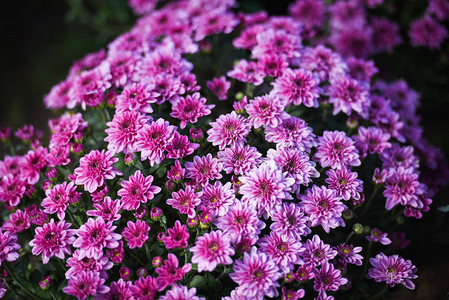 束花粉色菊花紫色美丽纹理背景菊花盛开装饰节庆典的特写图片