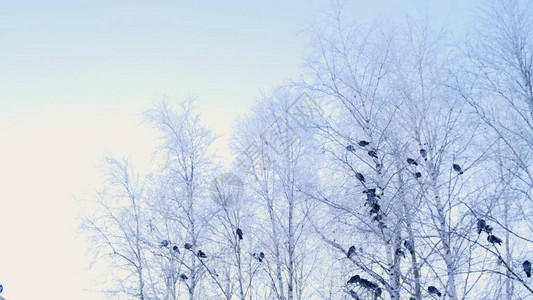 灰鸽子站在白雪覆盖的树枝上一群鸟特写动物在冬季在寒冷的图片