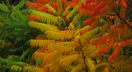 红色黄色和绿色的秋天相思树叶特写相思树叶特写五颜六色的相思图片
