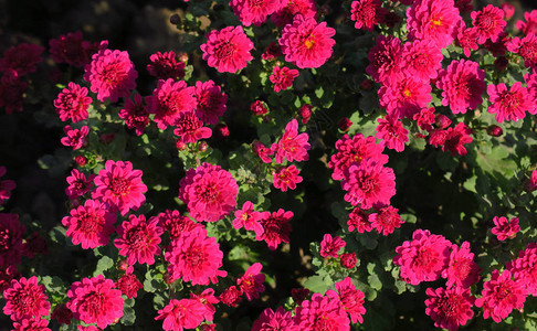 克里米亚尼基茨植物园的菊花菊秋菊花背景图片