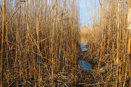 沼泽的轨迹到湖边去乌克兰的湿地一图片