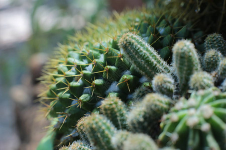 绿色植物仙人掌花图片