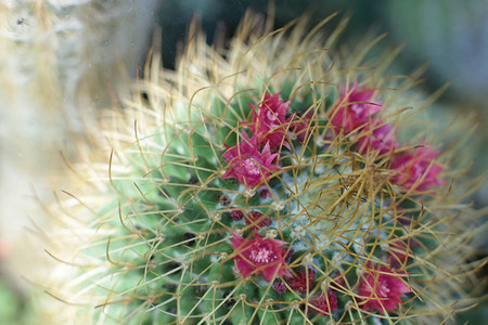 绿色植物仙人掌花图片