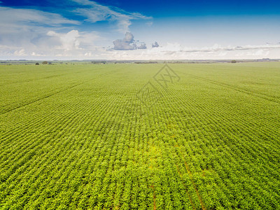 阳光明媚的日子里农业大豆种植园的鸟瞰图种植图片