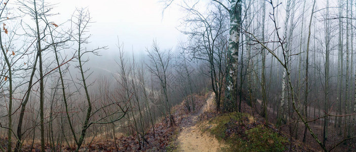 森林中神秘的12月迷雾风景列宁格勒地图片