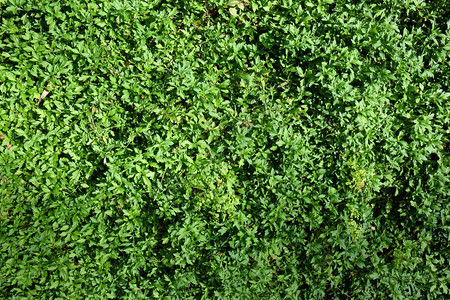 绿色背景上的绿叶绿叶背景夏季或春季图片