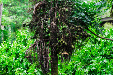 新加坡树上挂着一堆绿色热带槟榔或槟榔棕榈儿茶图片