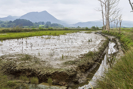 Urdaibai沼泽地在西班牙Vizc图片