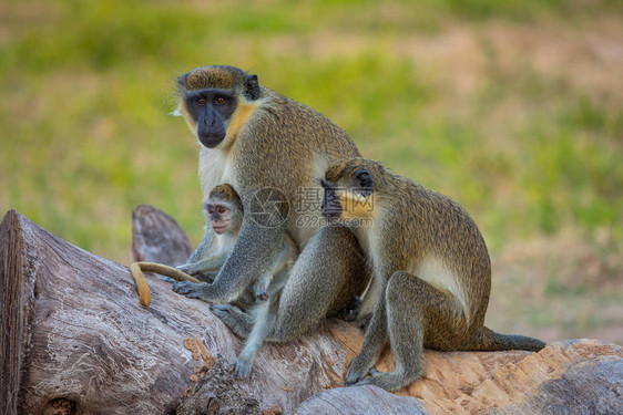 冈比亚猴子比吉洛公园冈比亚图片