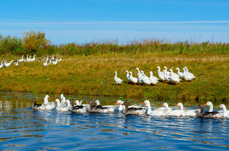 一群鹅漂浮在河的水面上背景图片