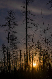 夜里在雅库提亚的firtaiga树后满月升背景图片