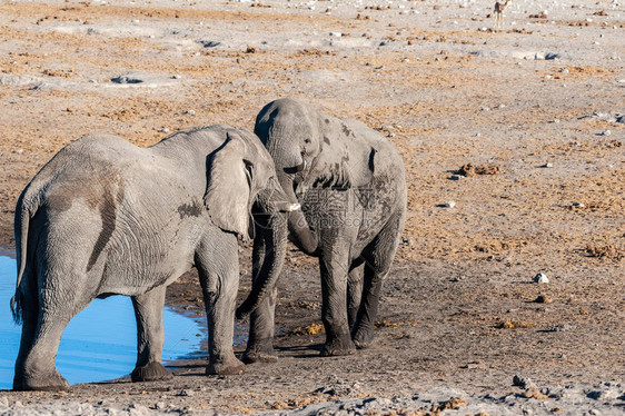 两只非洲雄大象LoxodontaAfricaa在战图片