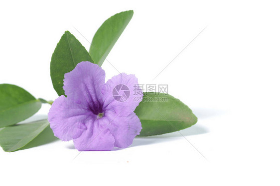 白色孤立背景上的紫色Ruellia花和绿叶图片