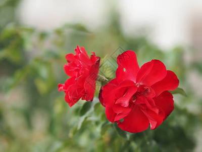 红玫瑰插花美丽的花束在模糊的自然背景象征爱情人节在图片