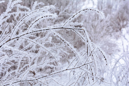 冬天雪地里的干植物图片