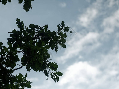 露茜夏天气图片