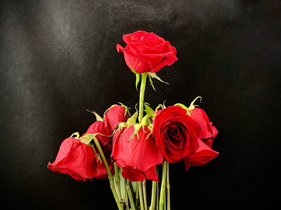 黑色背景的一团枯萎红玫瑰玫瑰和枯芽概念图片