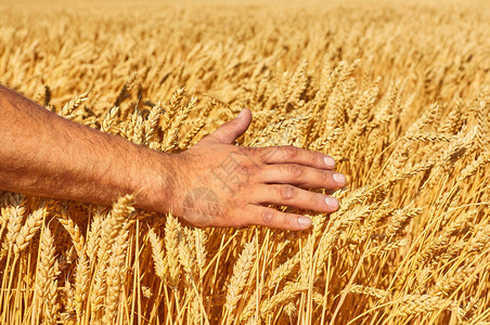 农民手小麦丰收的概念有日图片
