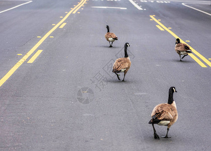 成年加拿大鹅群走在街道中心转弯车道上图片