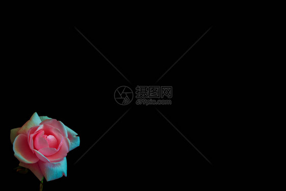 黑色背景上的花蕾玫瑰自然图片